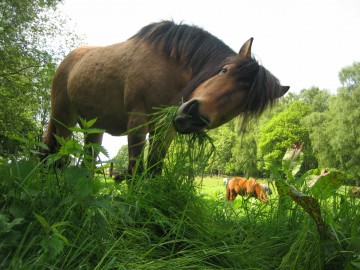 Gras? Gras? Gras? Hab ich da etwa eben Gras gehört??!