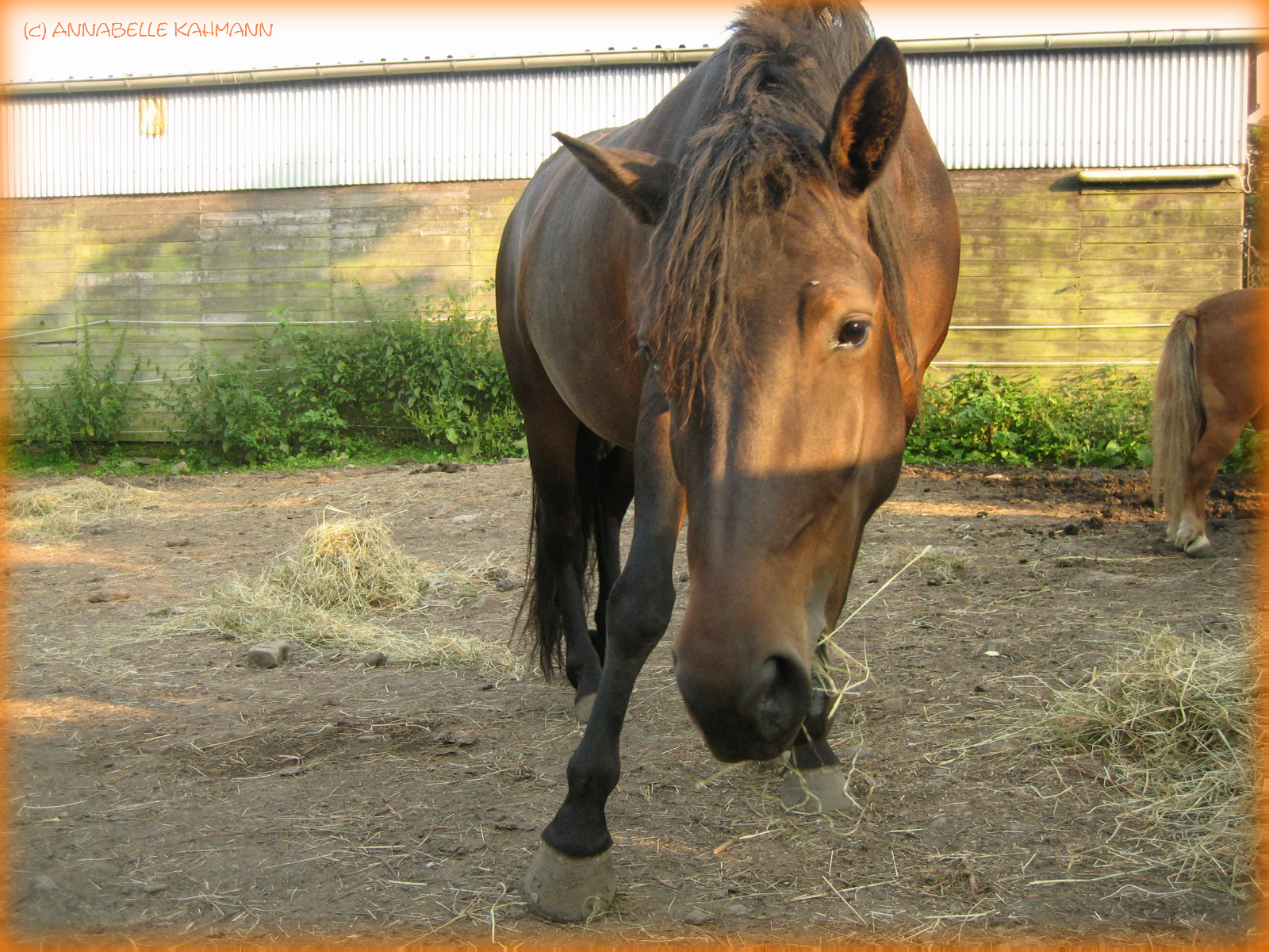 Du?! Du willst reiten?! Das ist doch jetzt nicht dein Ernst, oder?!