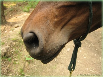 Hey!! Mein Grashalm! Du Dieb!