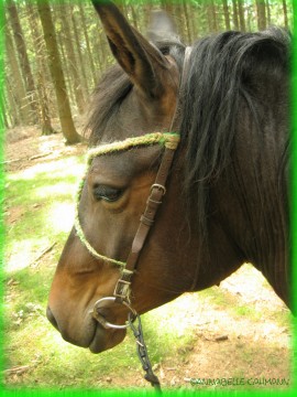 Hört ihr das??? Dieses Brummen im Wald???