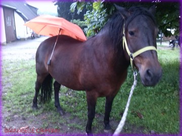 Hat hier jemand ein schreckhaftes Pony gesehen?